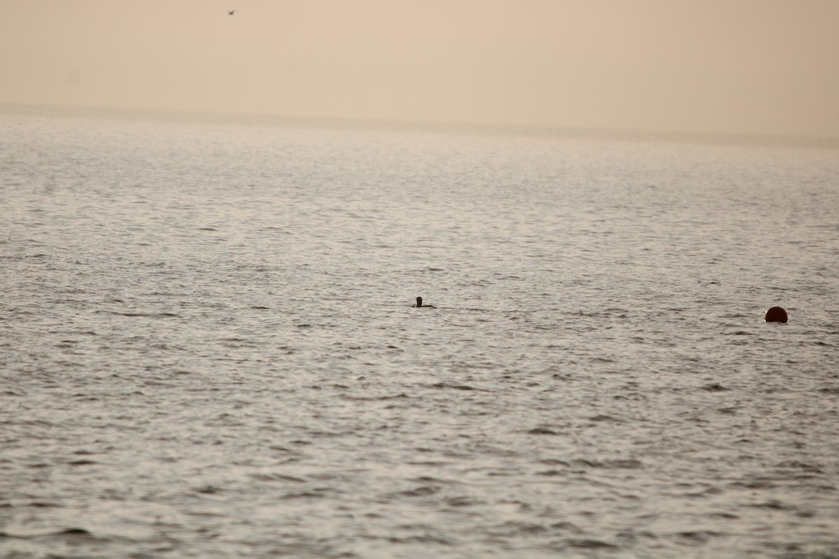 potáplice lední - ML647872284