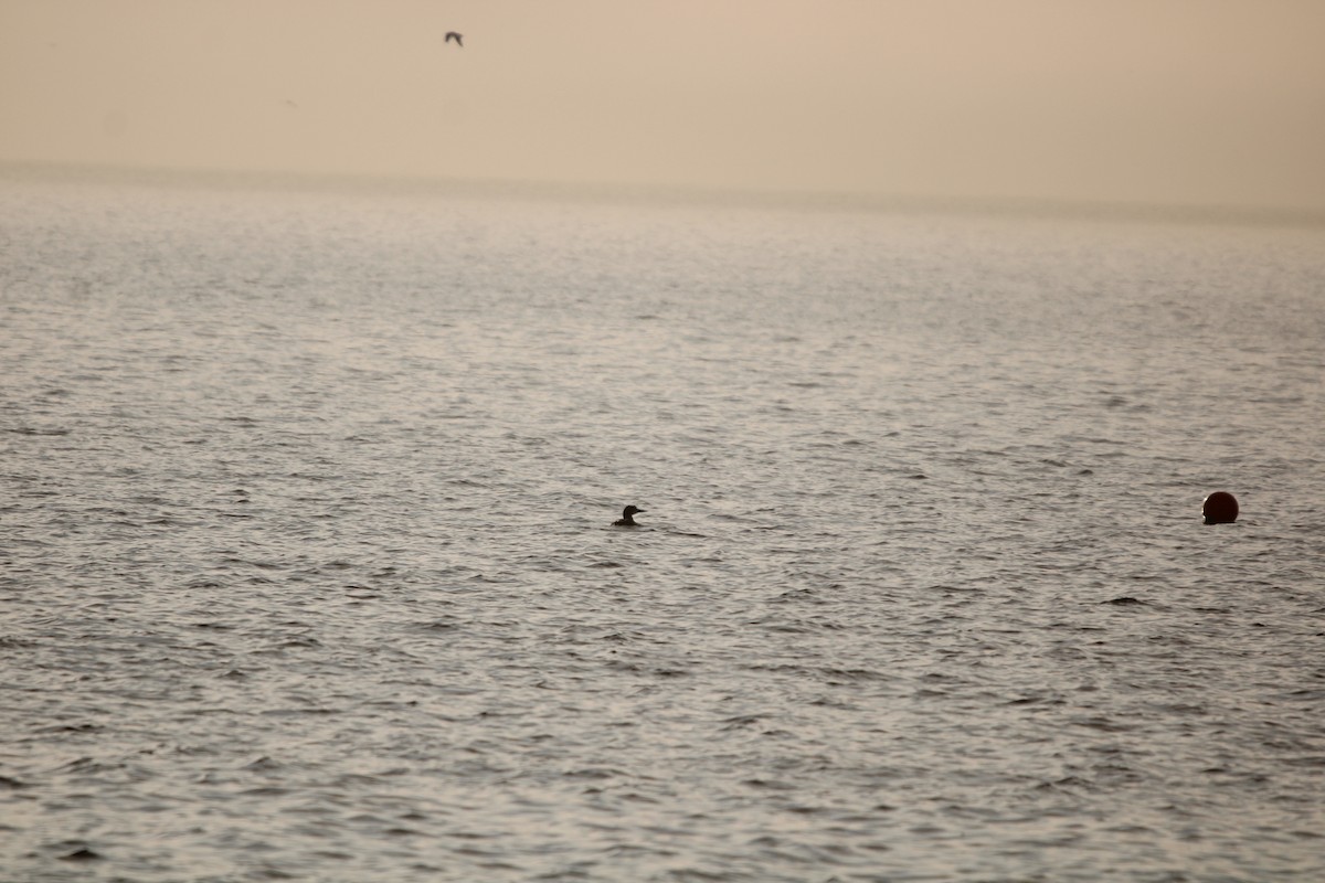 potáplice lední - ML647872286