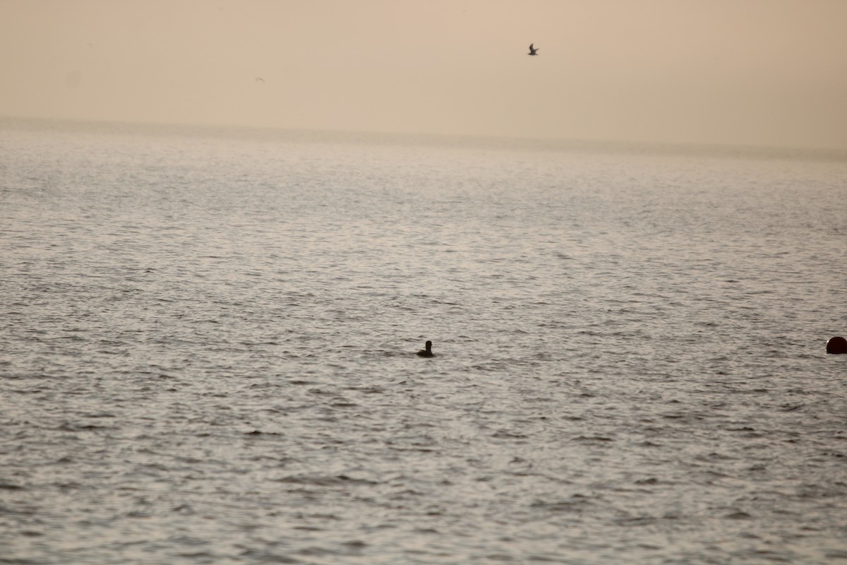 potáplice lední - ML647872287