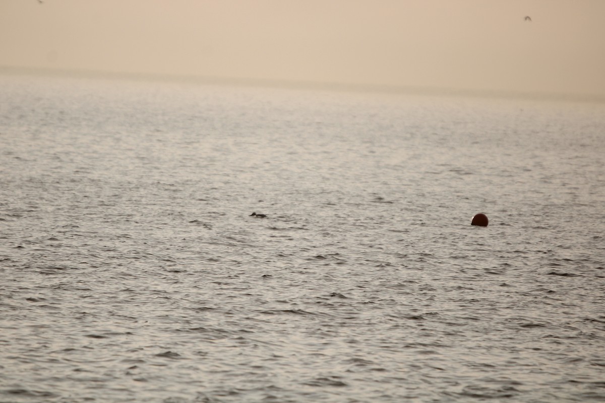 potáplice lední - ML647872288