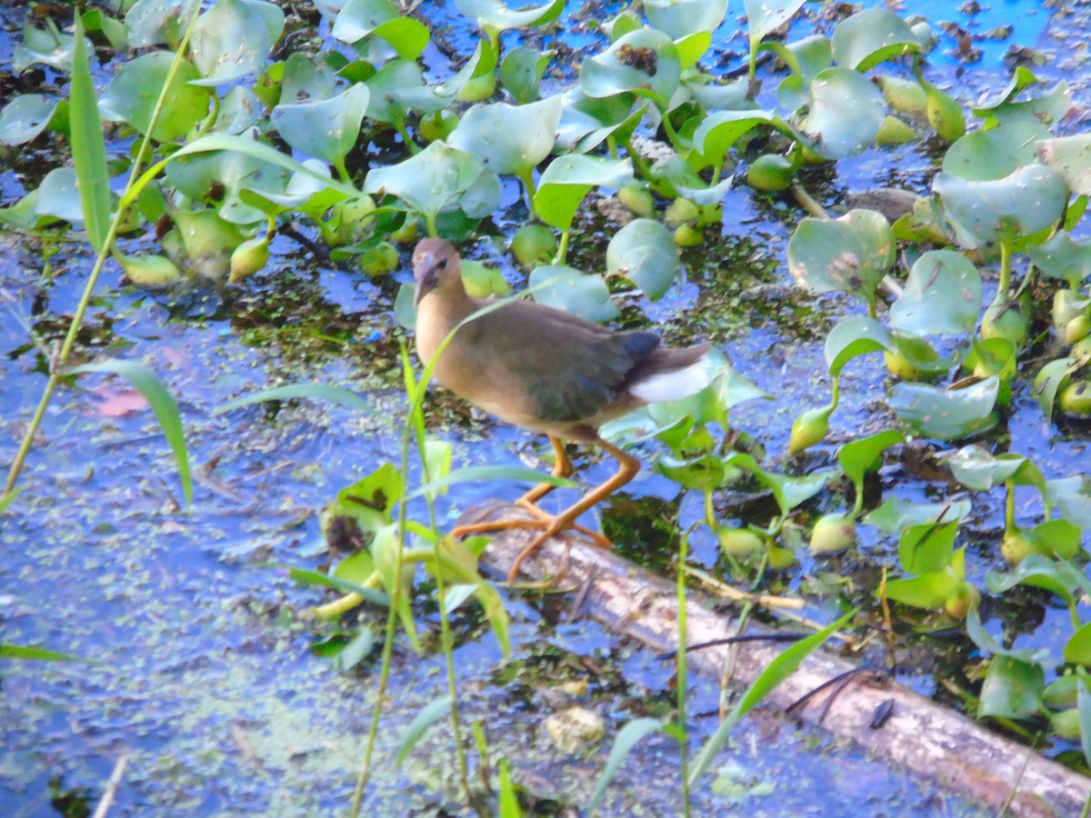 Uroilo urdin amerikarra - ML647872294