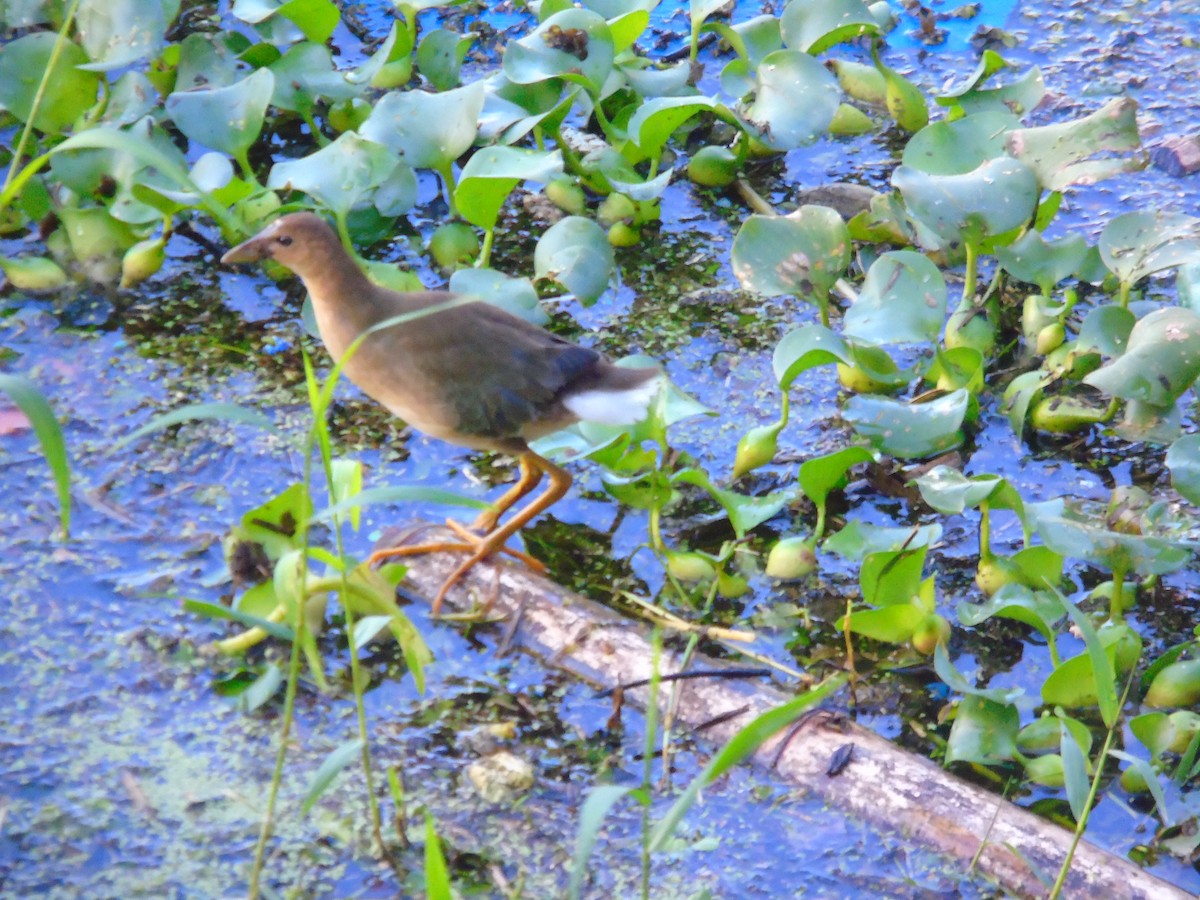 Uroilo urdin amerikarra - ML647872295