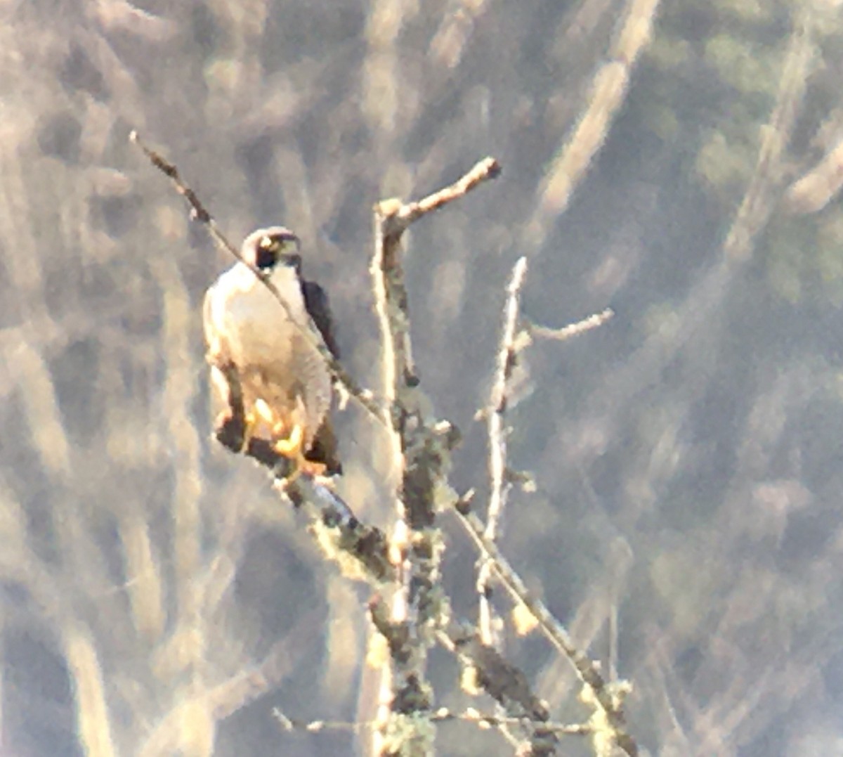 遊隼 - ML647872298