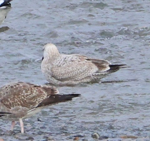 American Herring Gull - ML647872350