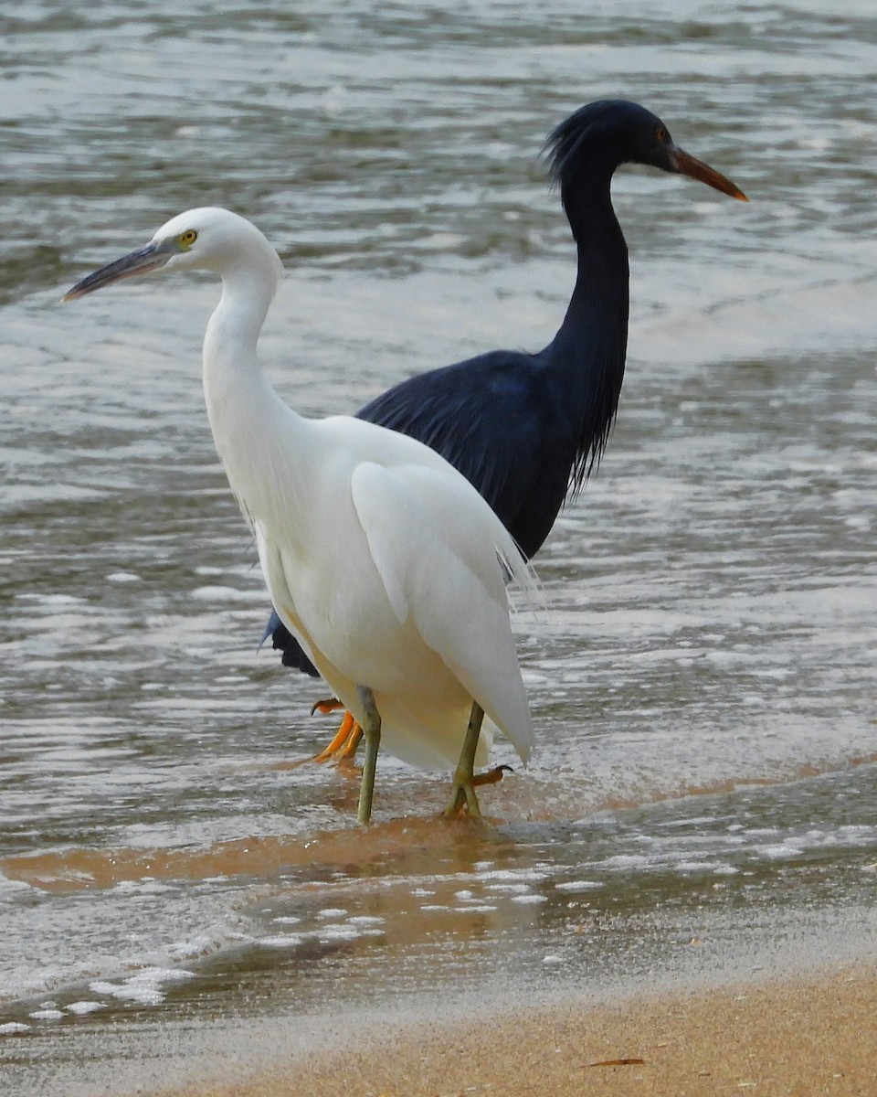 Pacific Reef-Heron - ML647872361