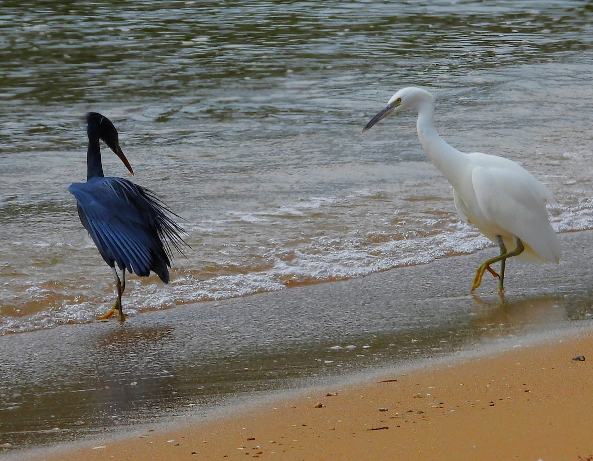 Pacific Reef-Heron - ML647872362