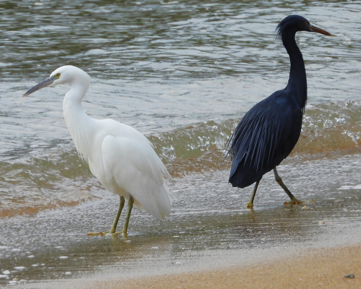 Pacific Reef-Heron - ML647872363
