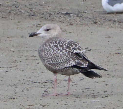 чайка sp. - ML647872369