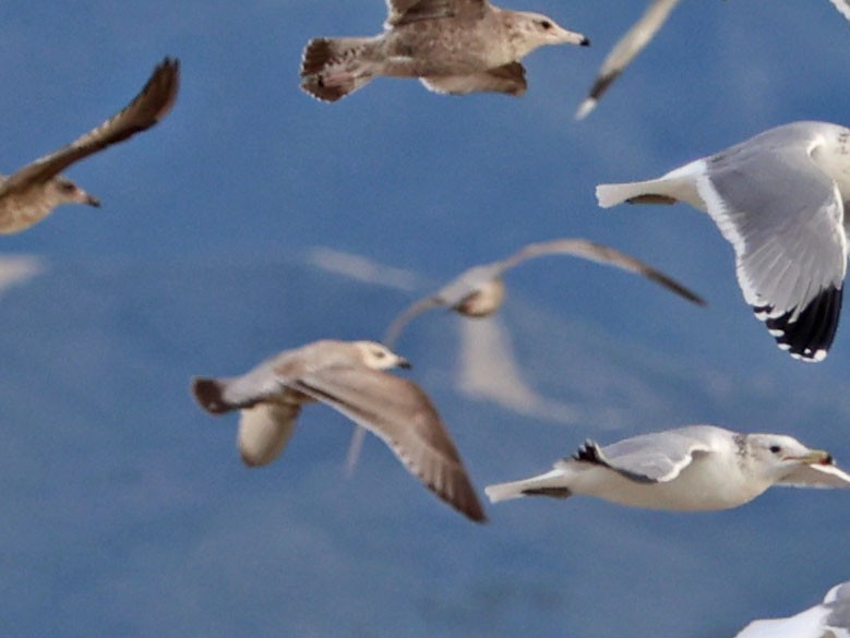 чайка sp. - ML647872371