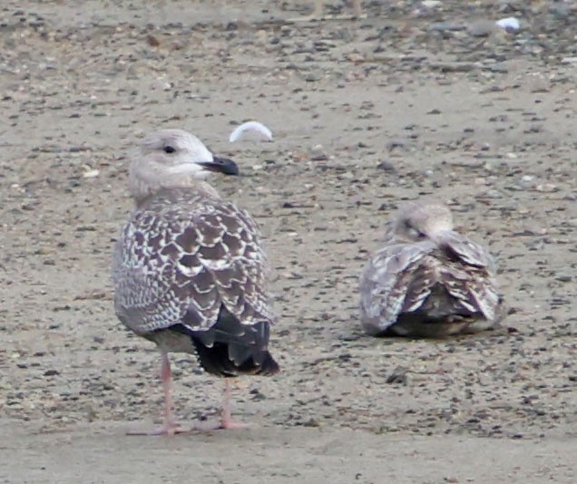 чайка sp. - ML647872372