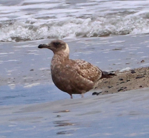 чайка sp. - ML647872380