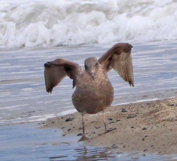 чайка sp. - ML647872381