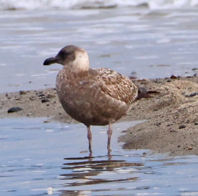 чайка sp. - ML647872382