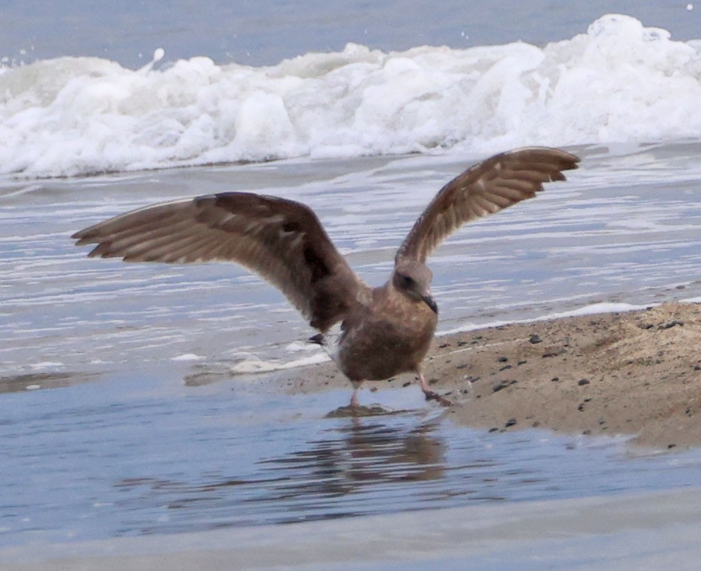 чайка sp. - ML647872383