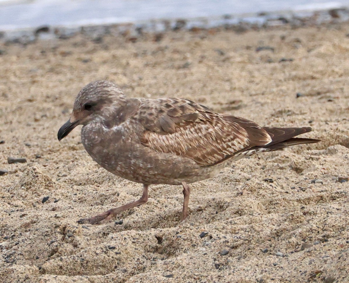 чайка sp. - ML647872385