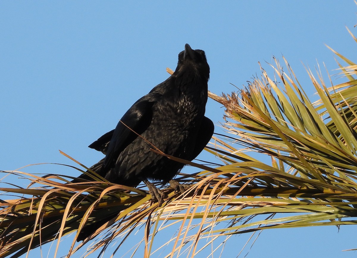 Common Raven - ML647872417
