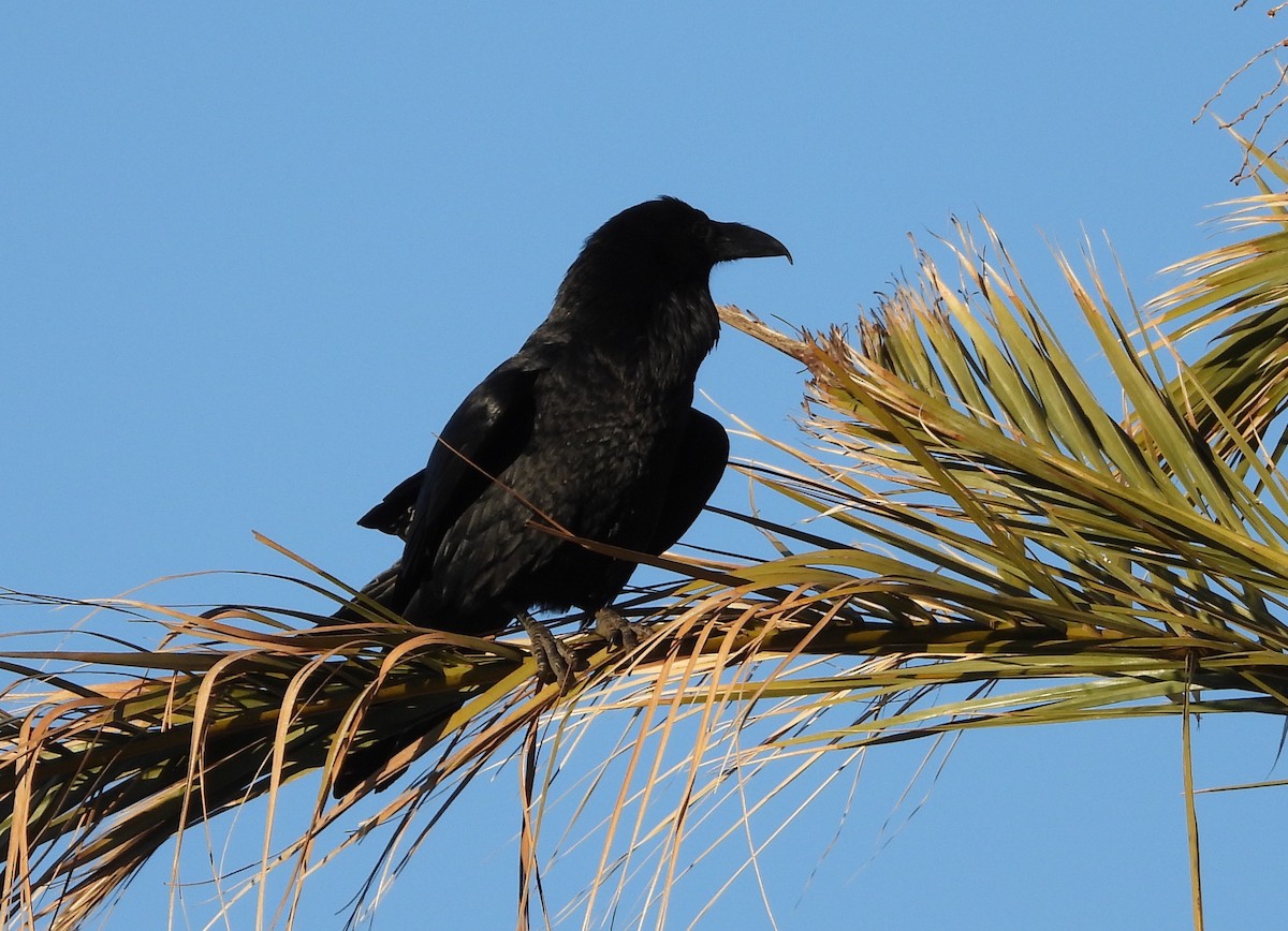Common Raven - ML647872418