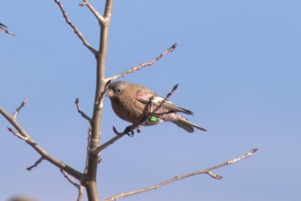 Brown-capped Rosy-Finch - ML647872426