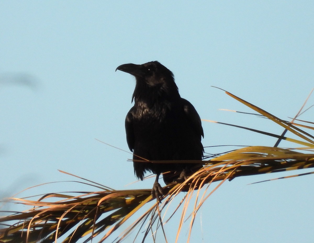 Common Raven - ML647872434