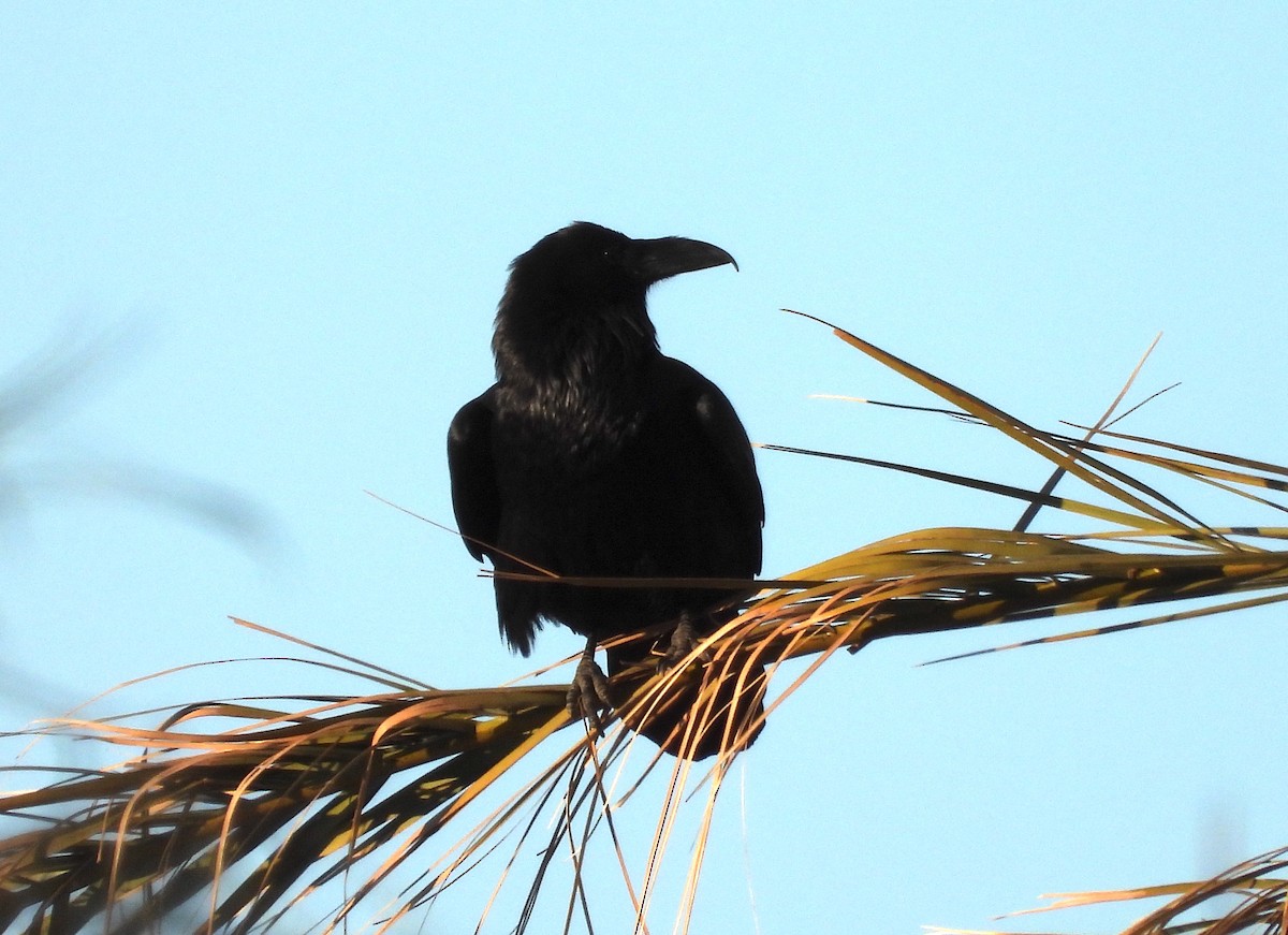 Common Raven - ML647872435