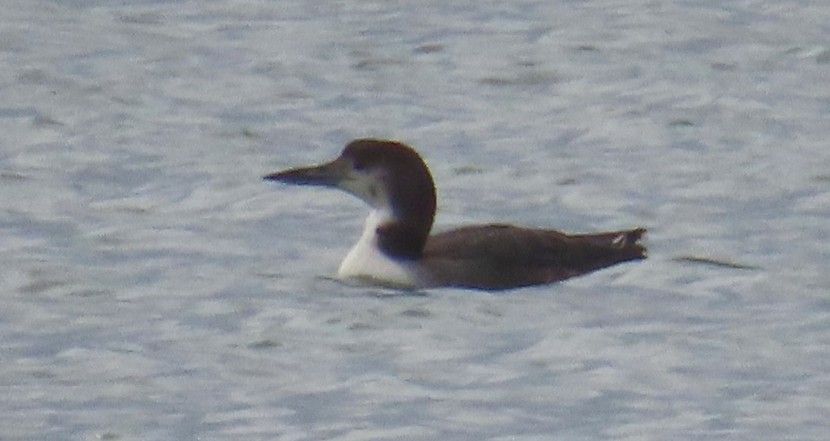 potáplice lední - ML647872458