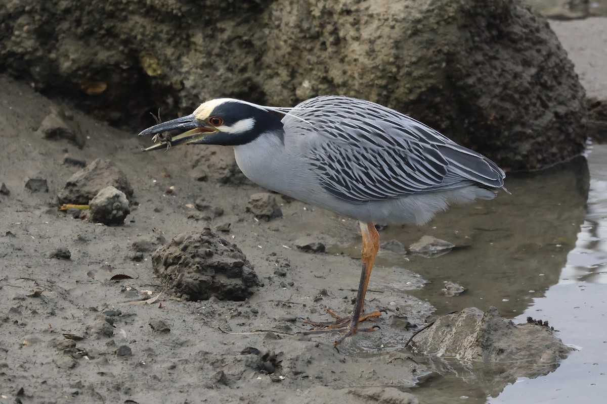 Yellow-crowned Night Heron - ML647872481