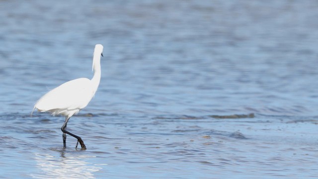 Little Egret (Australasian) - ML647872496