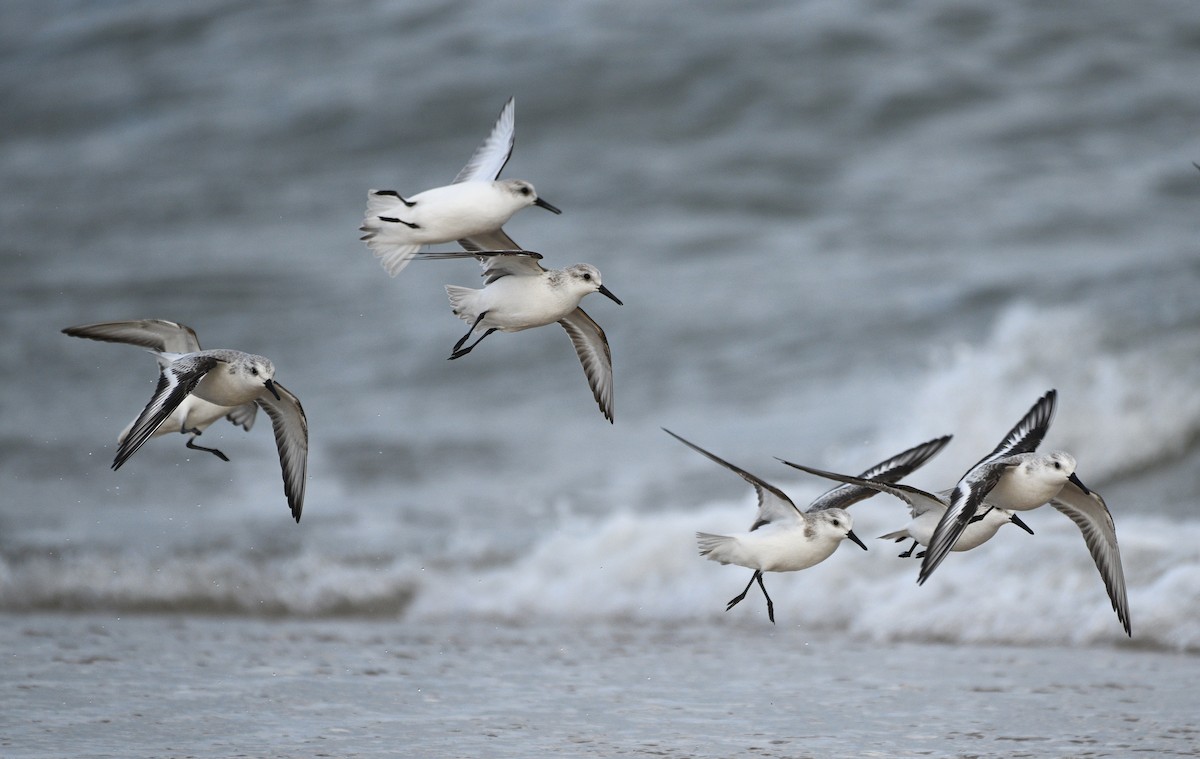 Песчанка - ML647872499