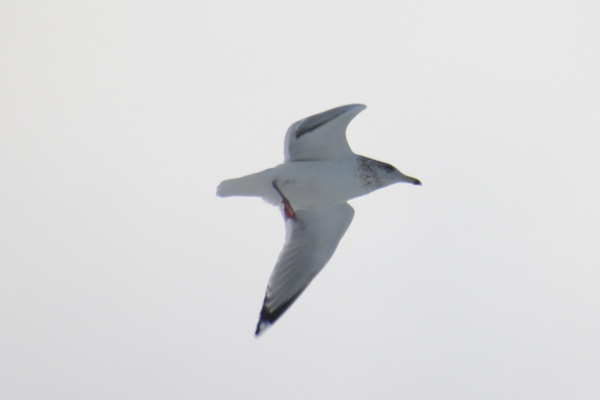 American Herring Gull - ML647872514
