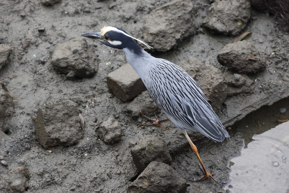 Yellow-crowned Night Heron - ML647872526