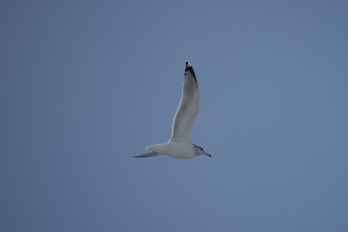 American Herring Gull - ML647872543