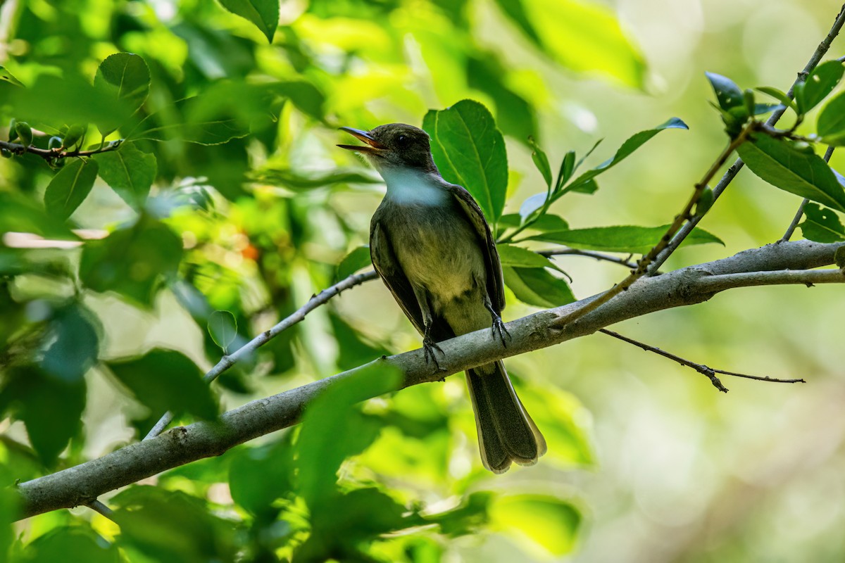 Large Elaenia - ML647872545