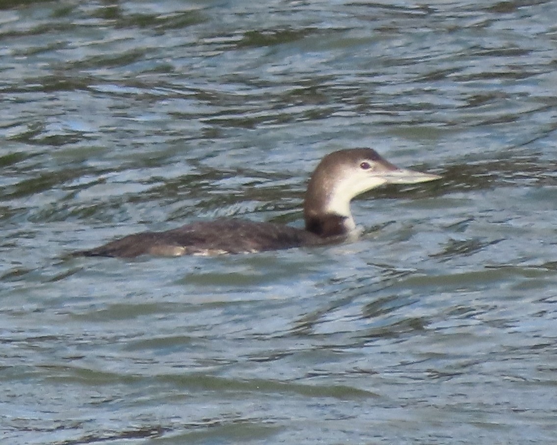 potáplice lední - ML647872547