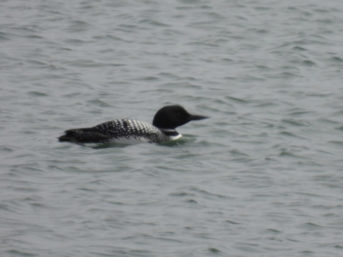 potáplice lední - ML647872579