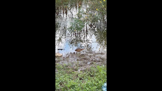 Least Bittern - ML647872580