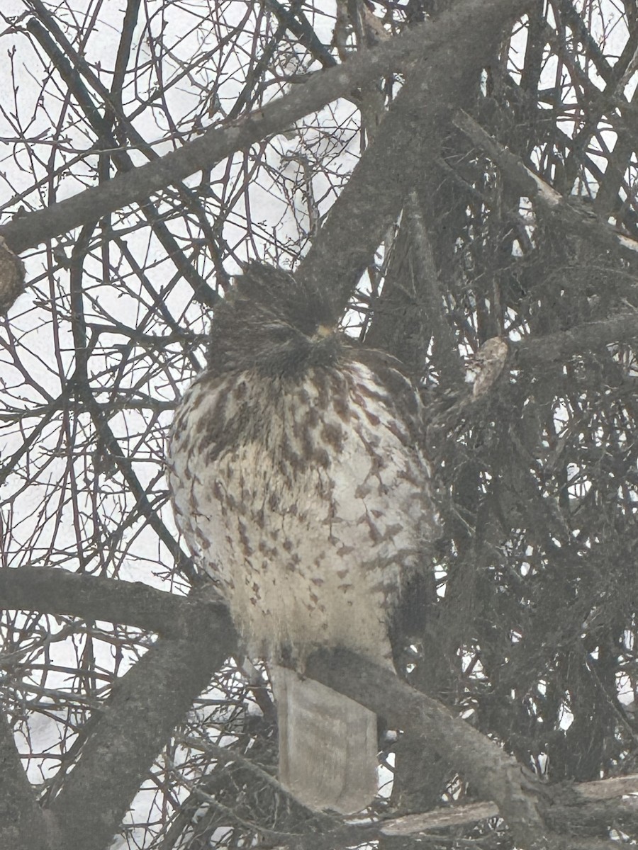 káně páskovaná - ML647872607