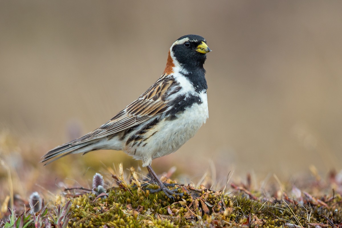 Lapland Longspur - ML64787261