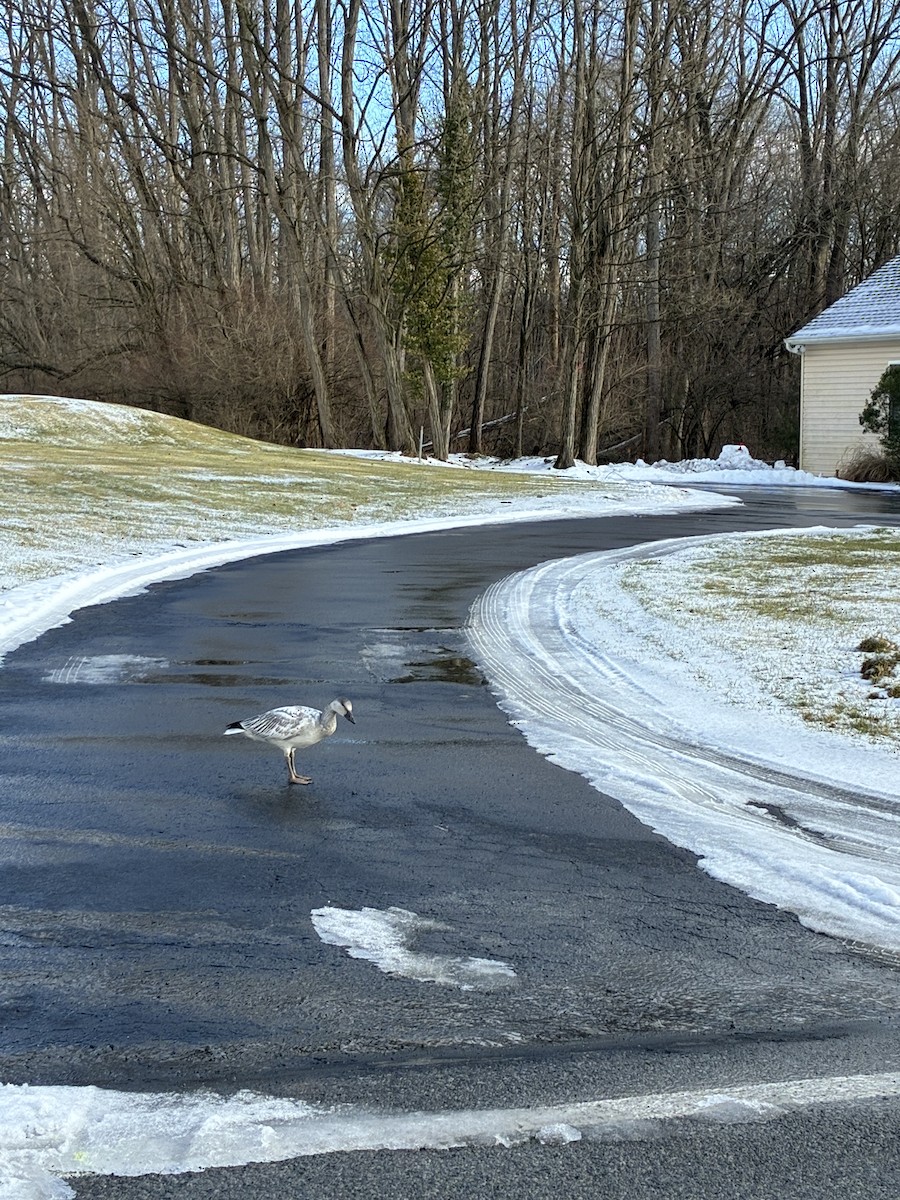 husa sněžní - ML647872611