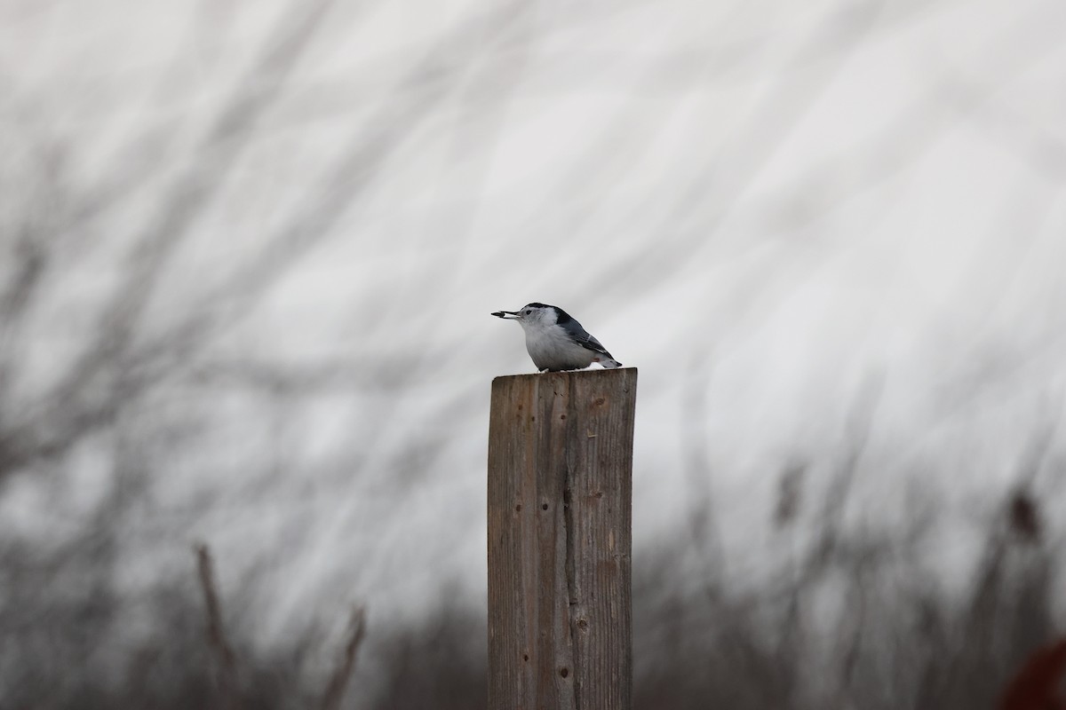 White-breasted Nuthatch - ML647872615