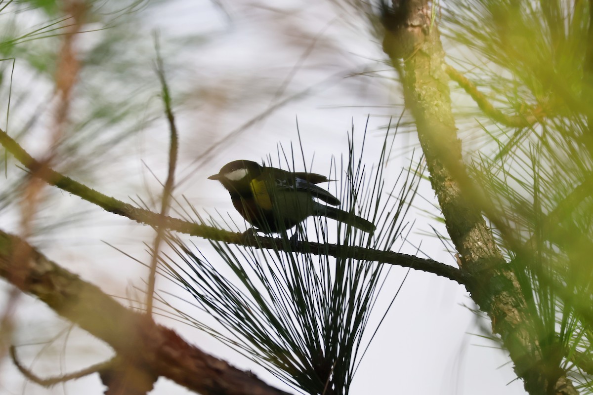 Bergkohlmeise - ML647872616