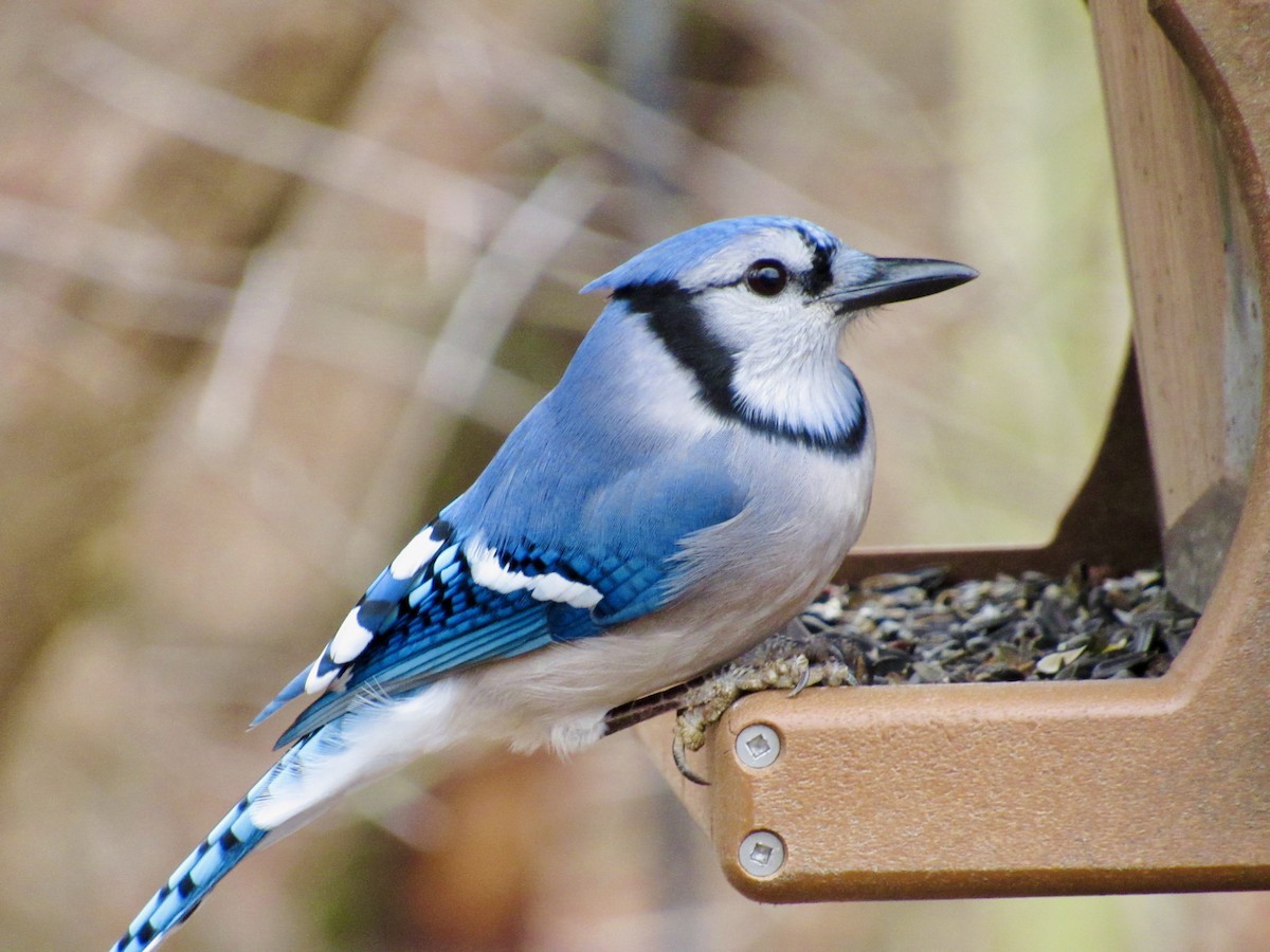 Blue Jay - ML647872633