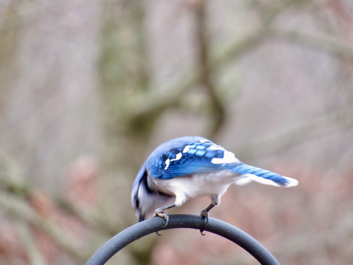 Blue Jay - ML647872634