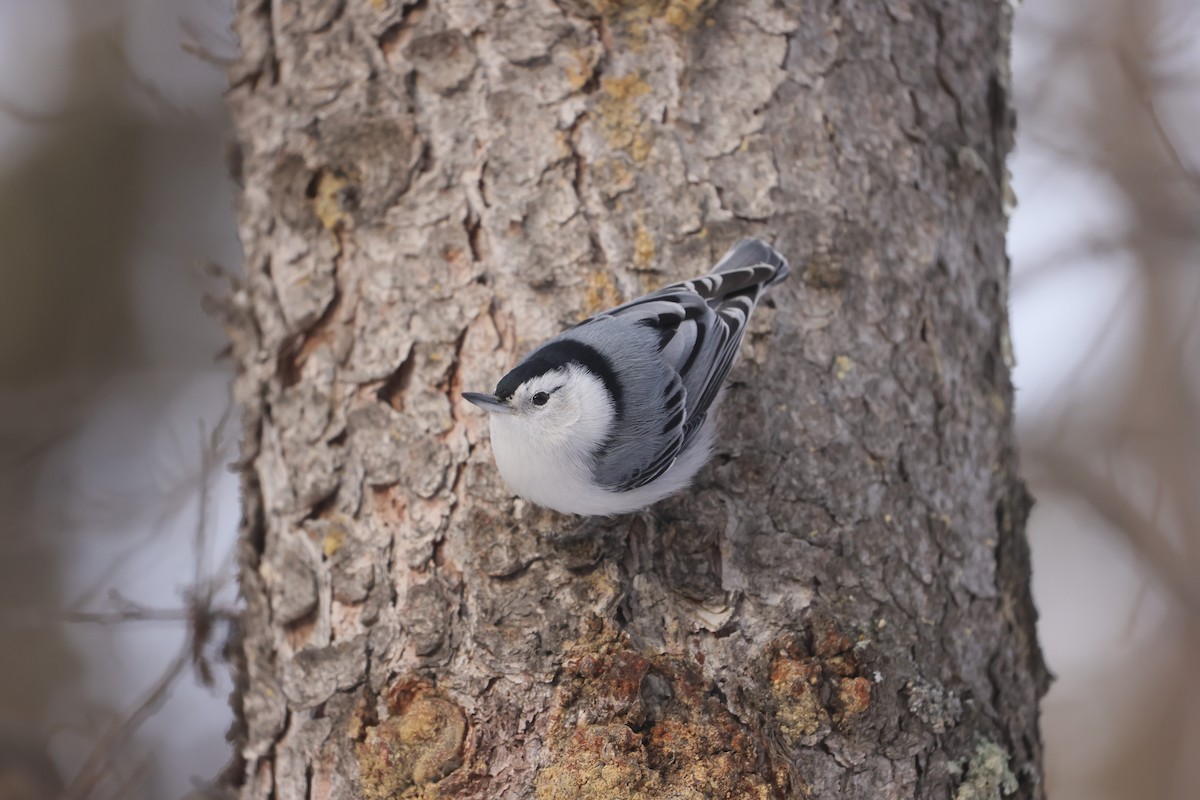 White-breasted Nuthatch - ML647872635