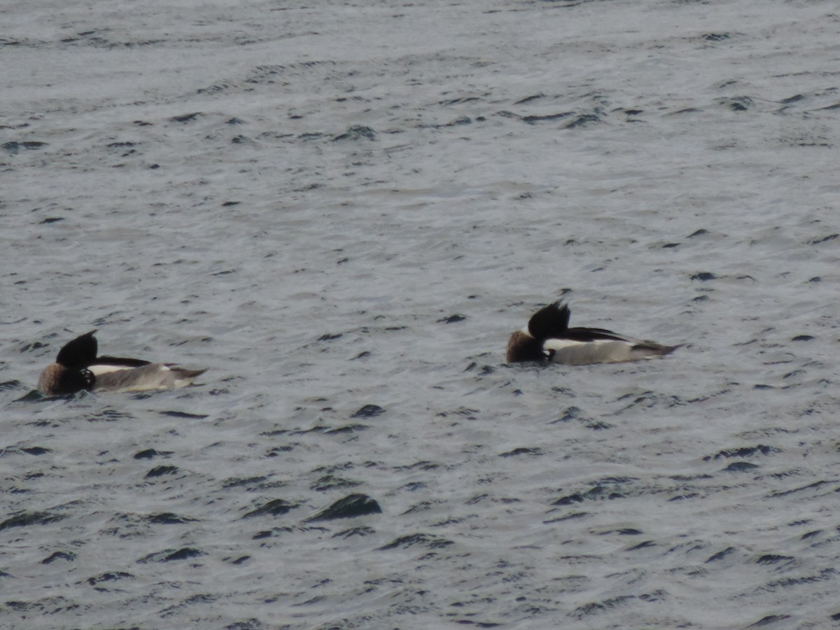 Red-breasted Merganser - ML647872646