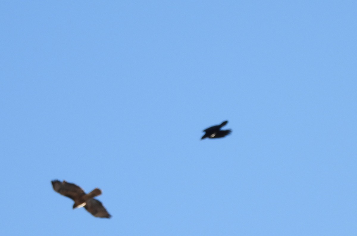 Common Raven - ML647872656