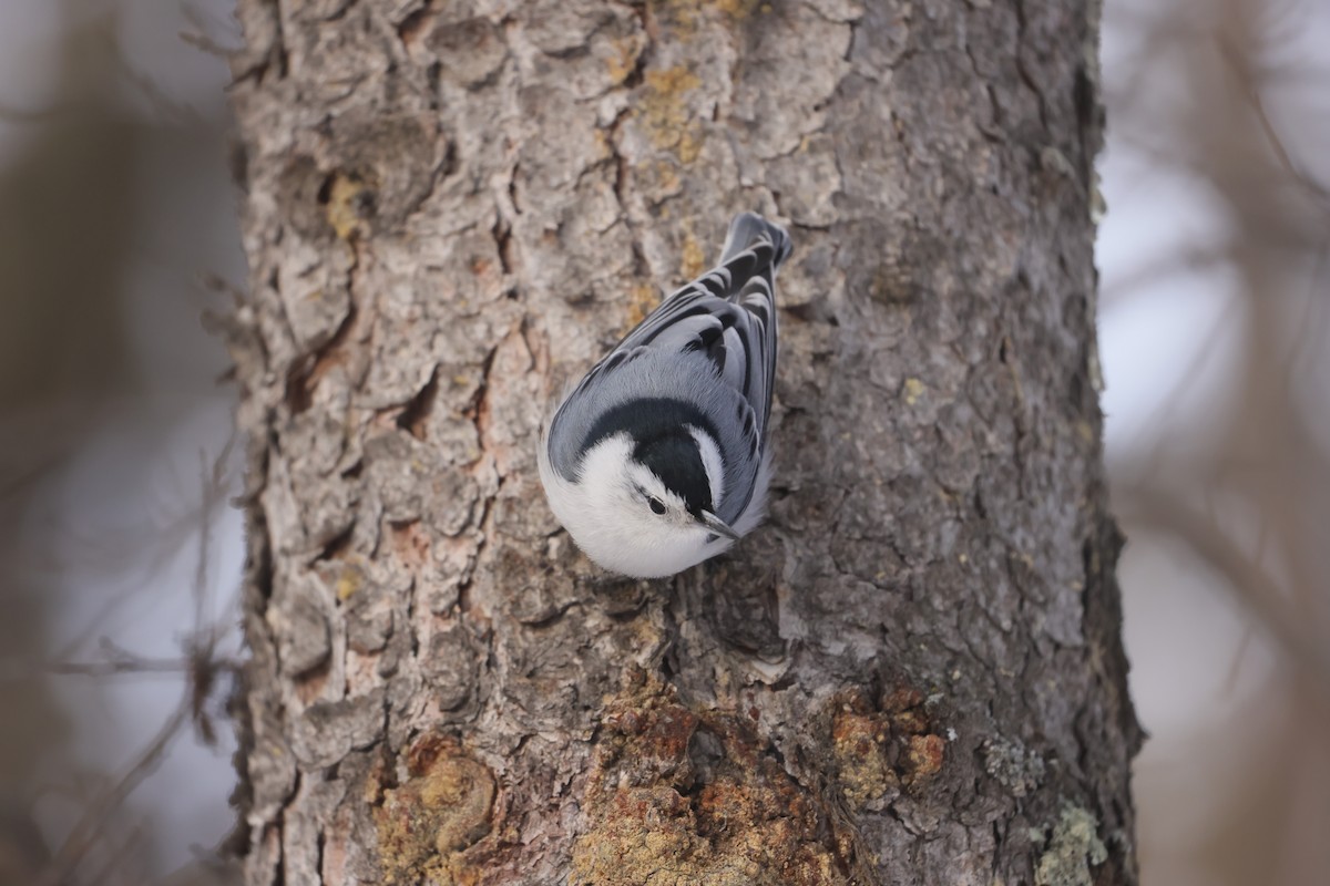 White-breasted Nuthatch - ML647872658
