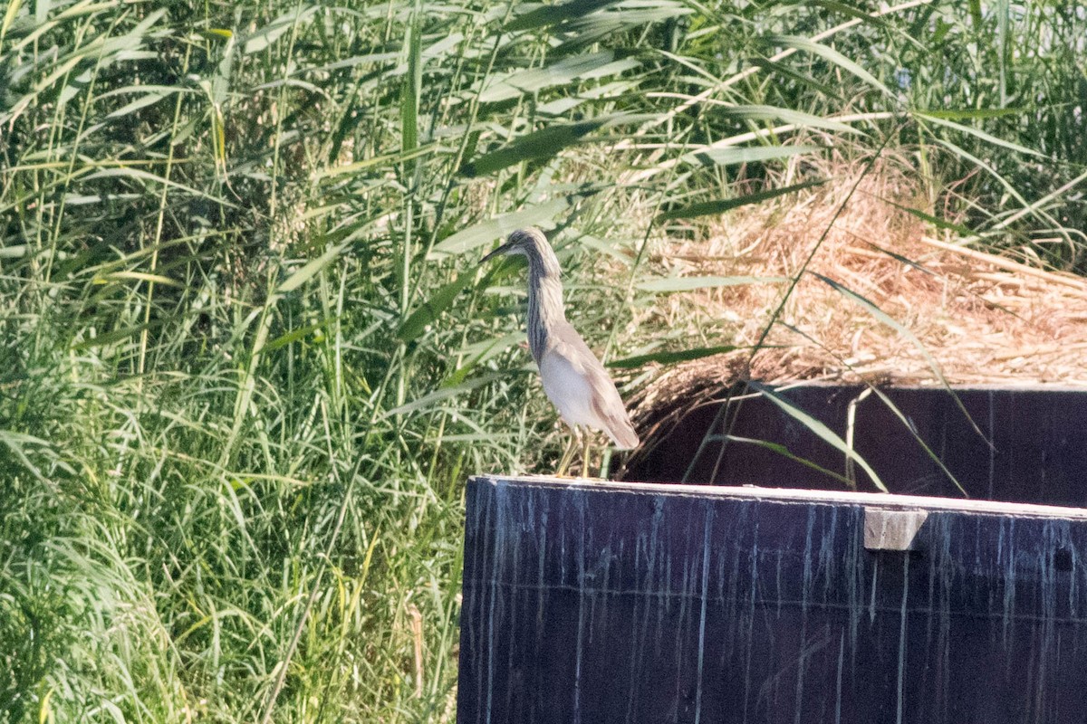 Squacco Heron - ML647872661
