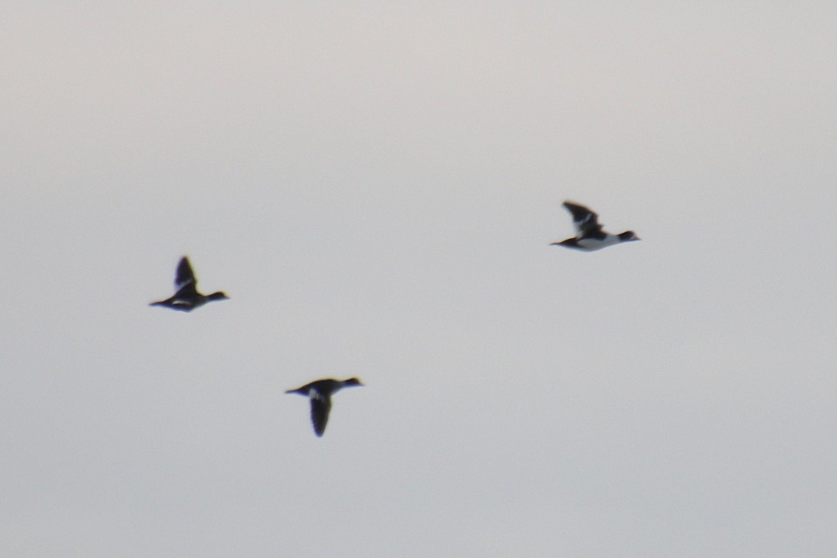 キタホオジロガモ - ML647872666