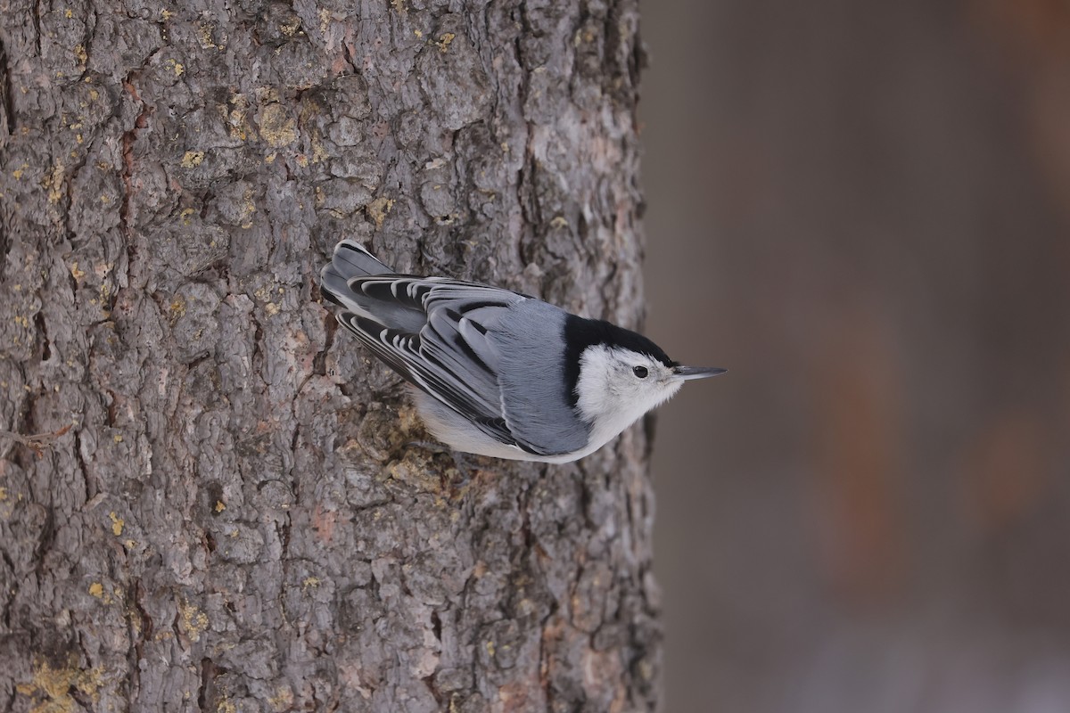 White-breasted Nuthatch - ML647872677