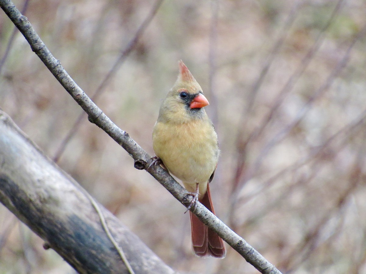 rødkardinal - ML647872681